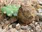 Osztott pöfeteg (Pisolithus arhizus), Budai-hegység